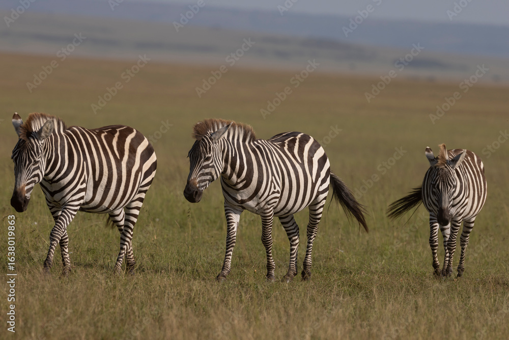 Obraz premium zebras and zebra