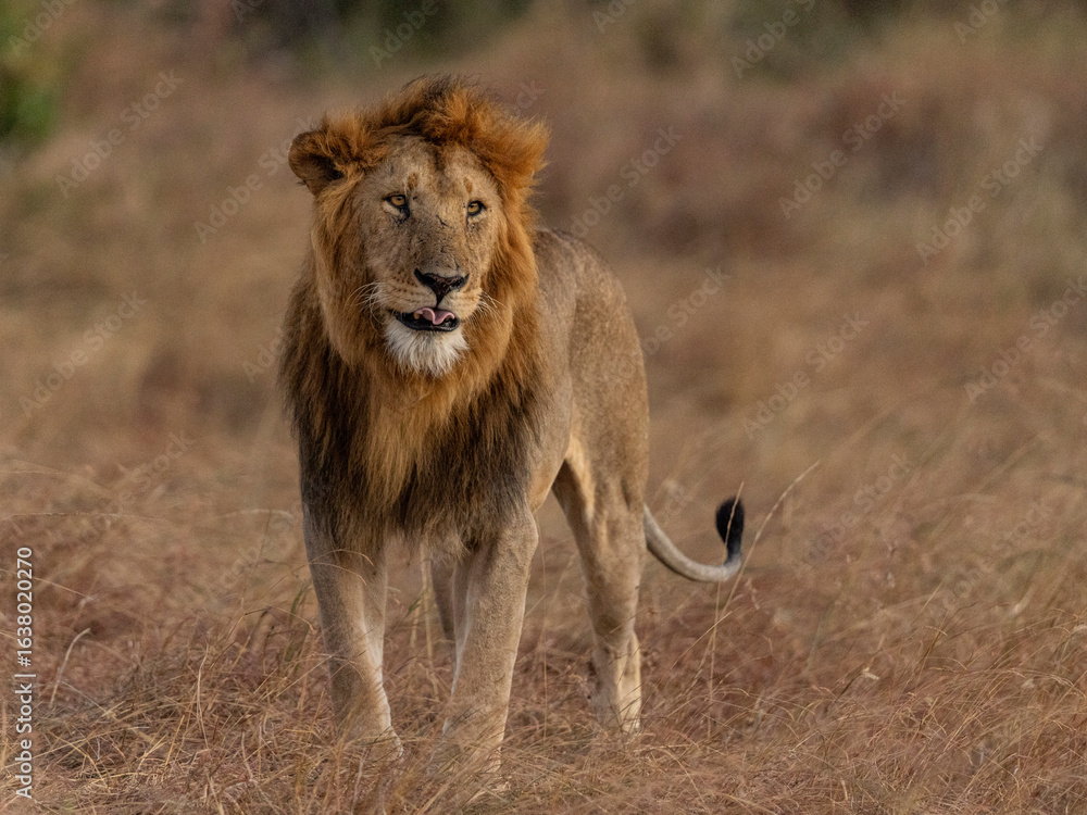 Fototapeta premium lion