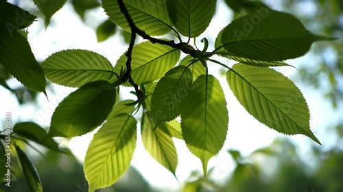 Wallpaper Mural Lush Green Leaves on a Branch with Soft Sunlight Filtering Through in a Tranquil Forest Setting on a Bright Day Torontodigital.ca