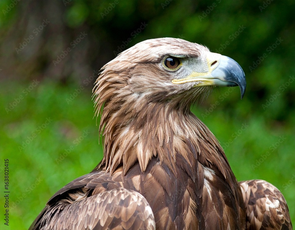 Fototapeta premium Portrait of a Bald Eagle against a backdrop of lush green trees. Majestic bald eagle image nature scene bird photo green foliage wildlife picture outdoor shot.