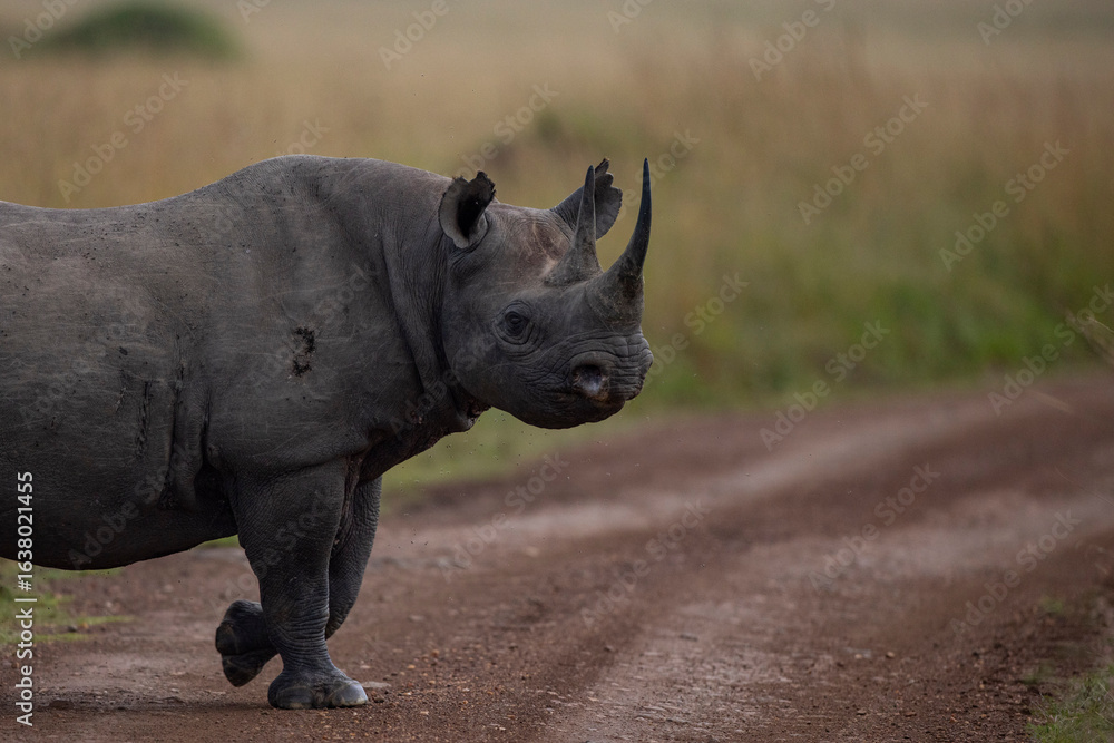 Obraz premium black rhino