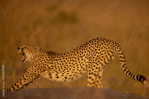cheetah in the savannah