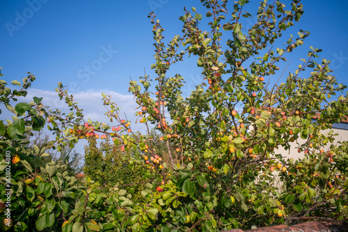Canvas Print des fruits sur un arbre dans un verger sur l'île d'Oléron en France