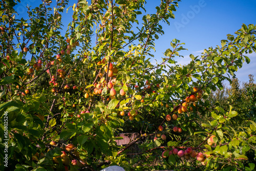 Photography des fruits sur un arbre dans un verger sur l'île d'Oléron en France