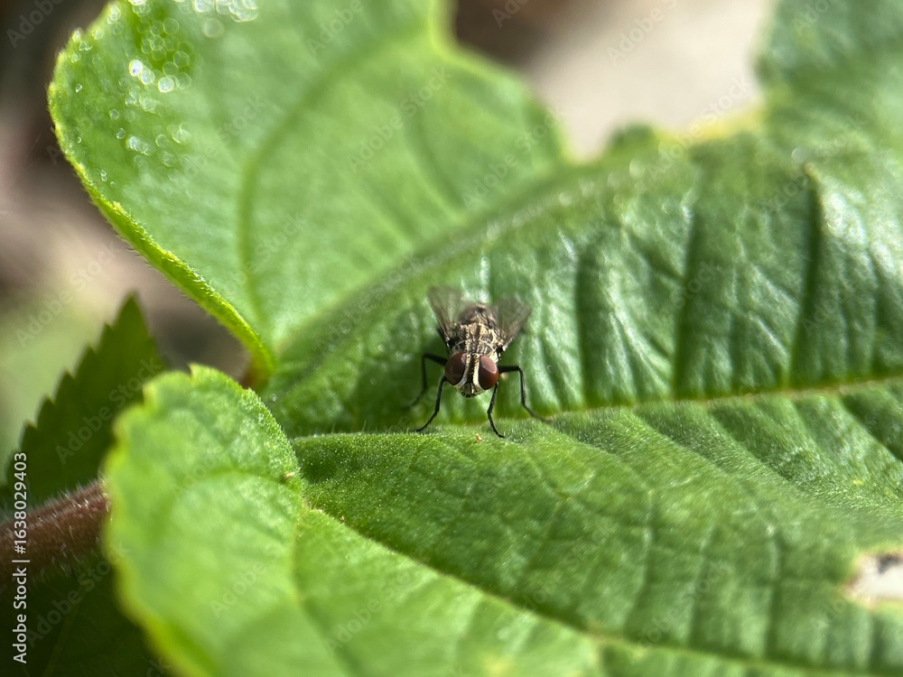 fly on leaf fly on leaf