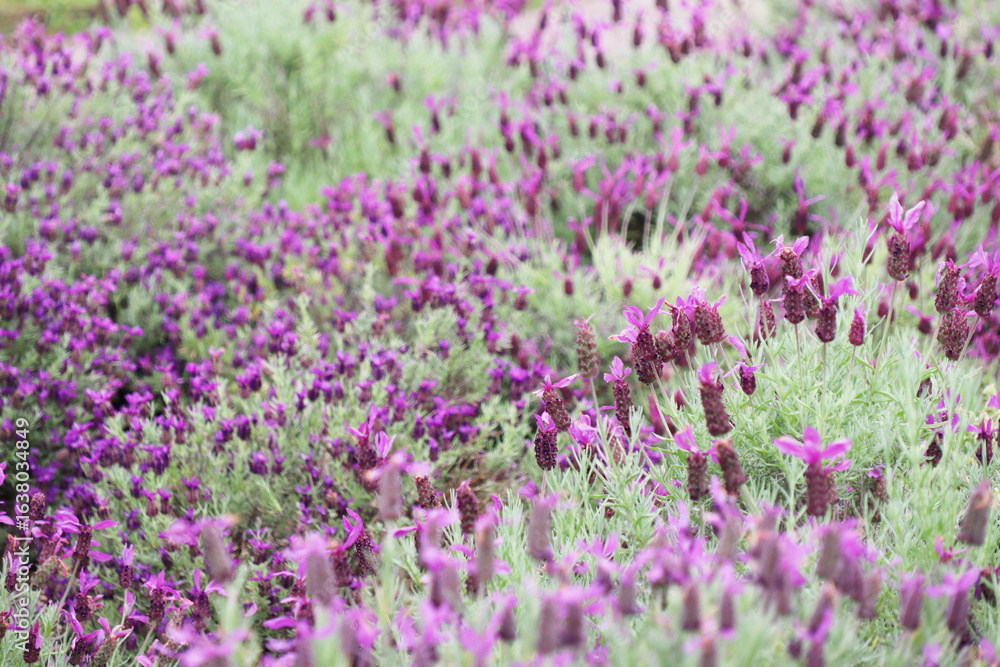 Naklejka premium 紫の花を咲かせるラベンダー ストエカス