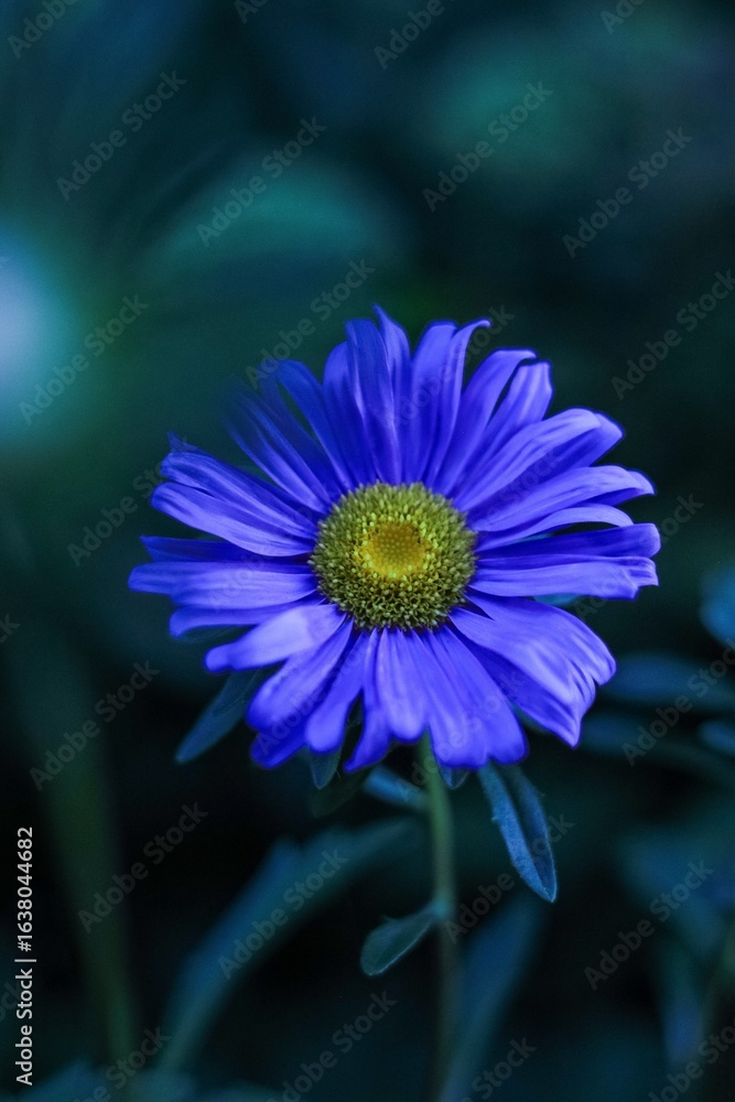 Fototapeta premium purple daisy flower