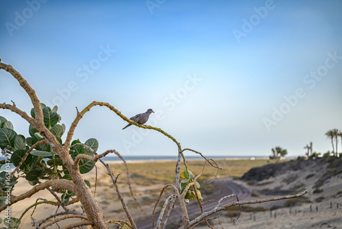 Schöne Afrikanische Taube bei Sonnenschein auf Fuerteventura