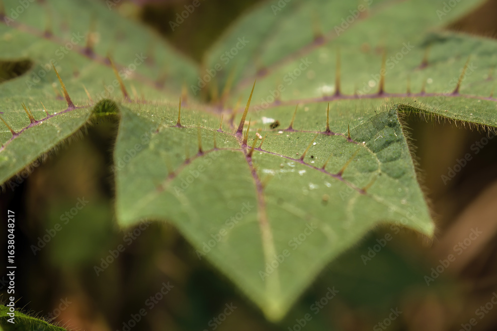 The spines on an exotic solanum quitoense leaf; macrophotography captured in a farm in the eastern Andean mountains of central Colombia, near the town of Villa de Leyva The spines on an exotic solanum quitoense leaf; macrophotography captured in a farm in the eastern Andean mountains of central Colombia, near the town of Villa de Leyva