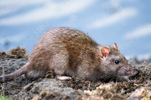 Close-up of a brown rat (Rattus norvegicus) by the water in a wetland in southern Granada, Andalusia