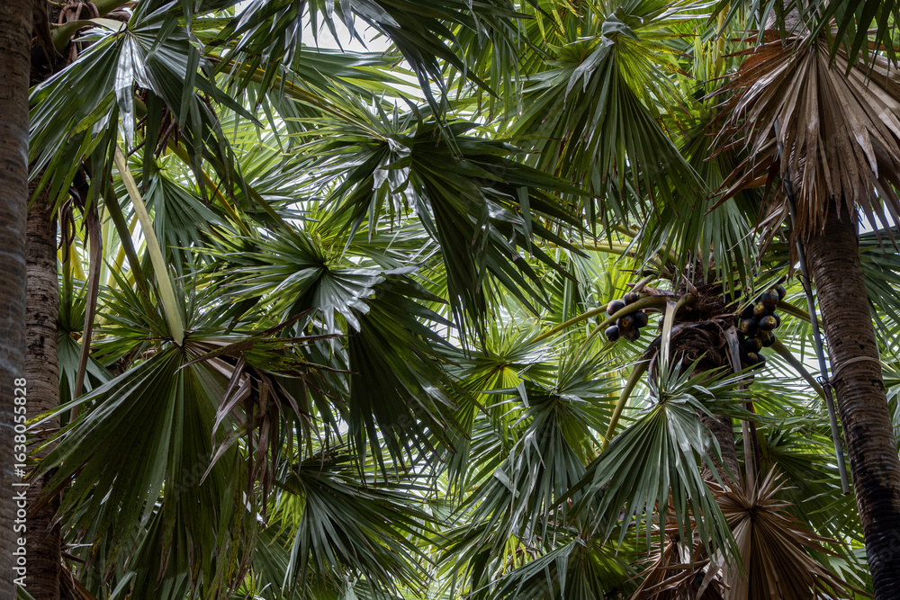 Obraz premium Lush tropical palm leaves create a vibrant canopy in a serene garden during the midday hours