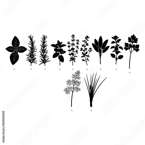 Black silhouette collection of culinary herbs and plants on white background basil