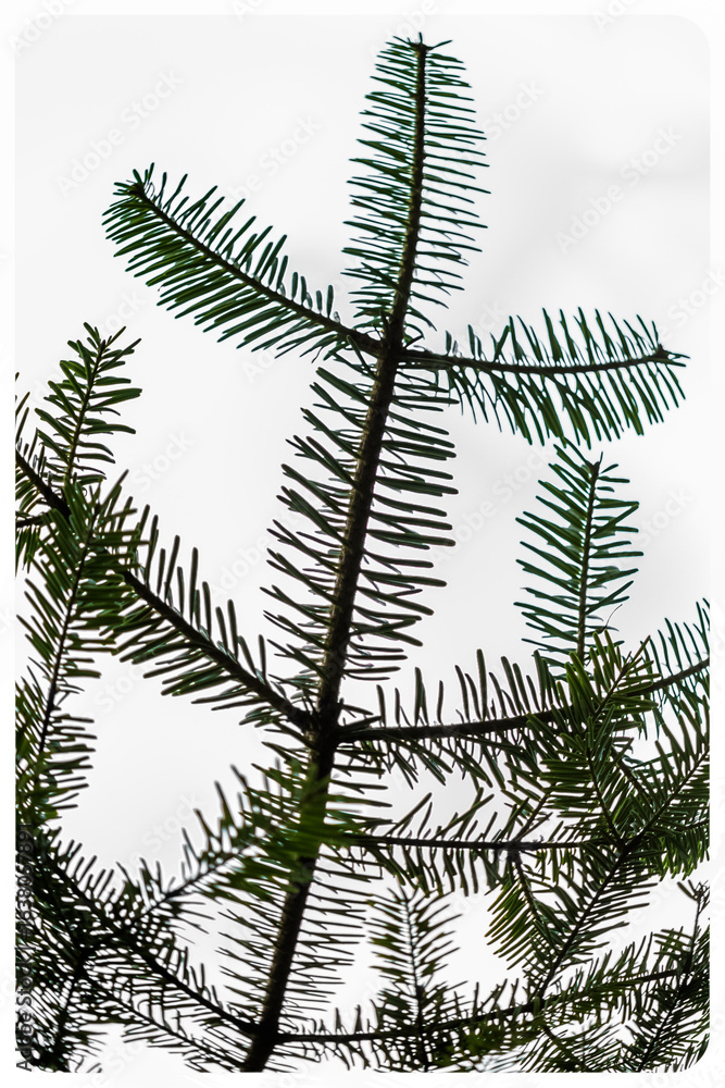 Naklejka premium Aiguilles de sapin