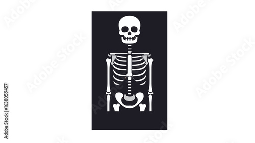 Skeleton anatomy halloween xray human bones medical illustration skeletal system body structure full body view
