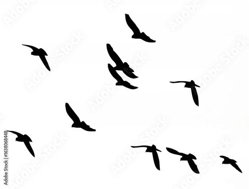 Flock of pigeons on a white background 