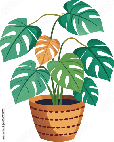 Monstera deliciosa in basket 