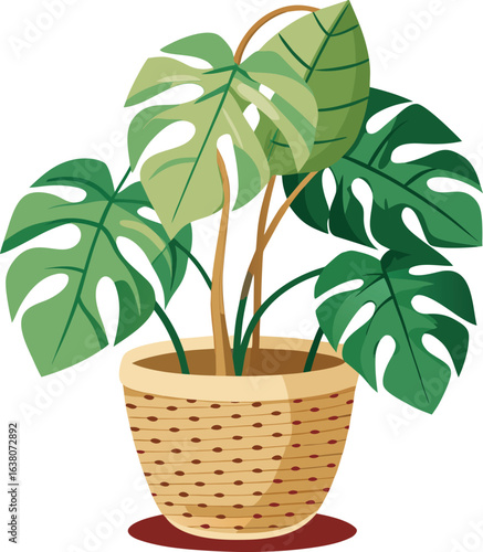 Monstera deliciosa in basket 