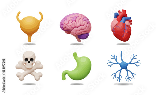Human internal organs illustration