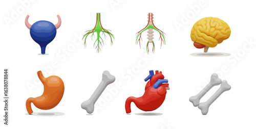 Human organ systems illustration