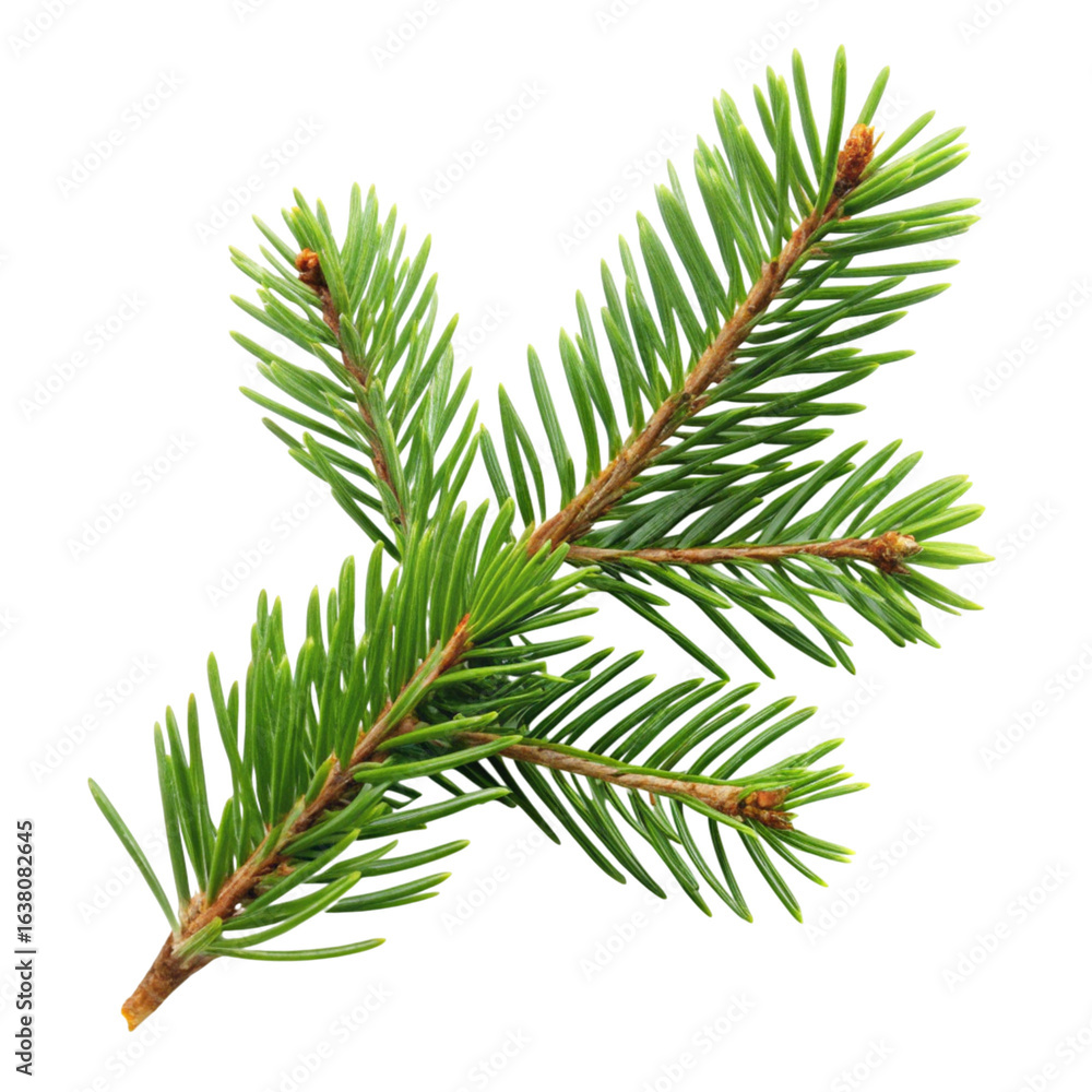 Naklejka premium Detailed Spruce Tree Branch on Transparent Background for Design Projects