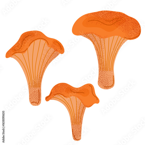 Hand-drawn chanterelle mushrooms. Bright orange edible mushrooms, perfect for botanical design, food packaging, and forest-themed prints