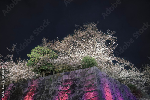 March 28 2025 Illuminated Cherry Blossom Trees Over Stone Wall at Night