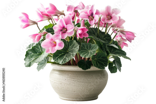 Wallpaper Mural A vibrant display of pink cyclamen flowers in a textured pot, set against a soft, blurred background, creating a serene atmosphere ideal for home decor or gardening themes Torontodigital.ca