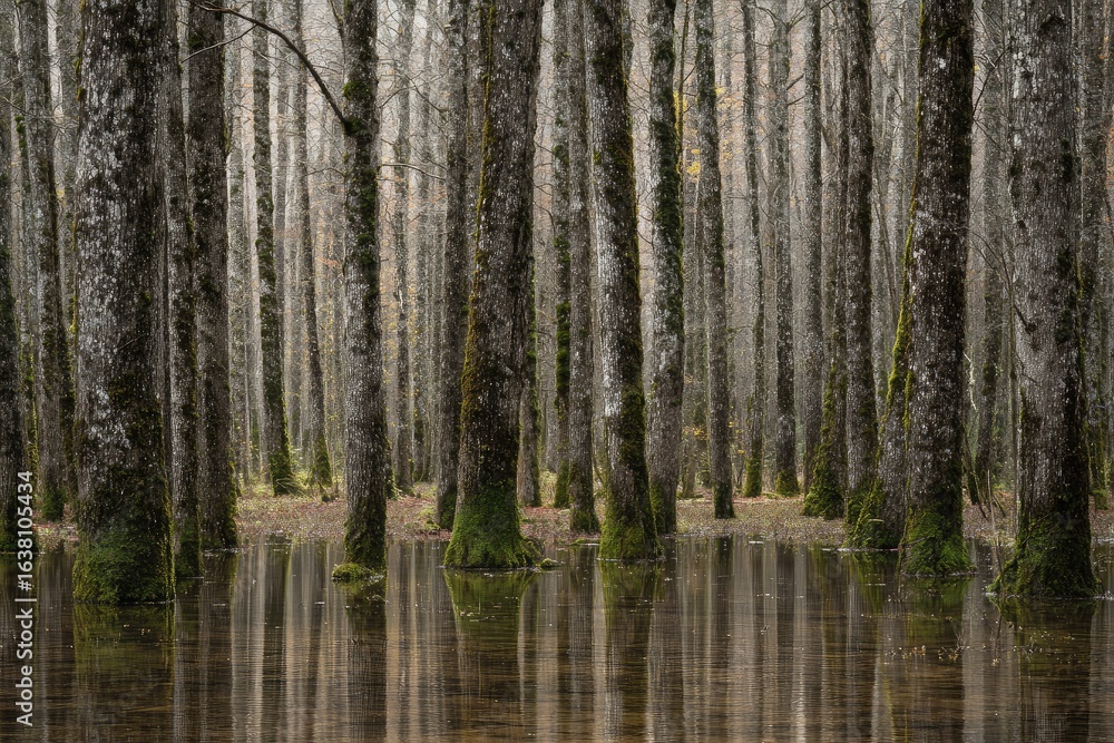 Misty forest floor flooded with water, reflecting tall trees Misty forest floor flooded with water, reflecting tall trees