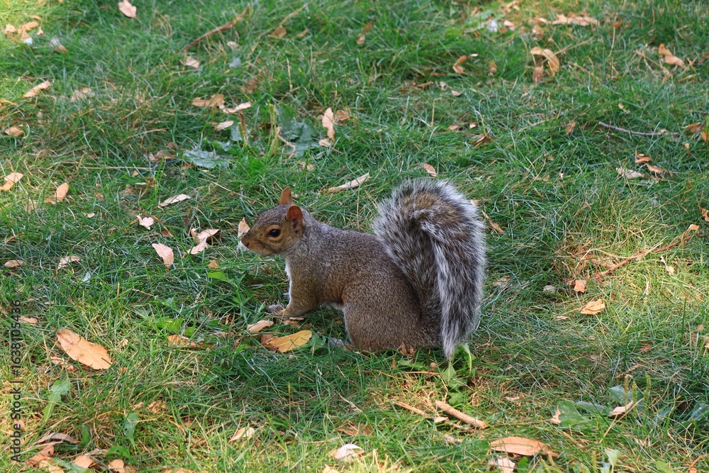 Obraz premium リスの横顔