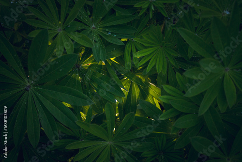 Lush green foliage with soft sunlight filtering through lupine leaves. Free copy space. Abstract natural pattern texture.