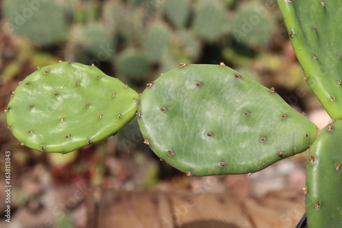 kaktus opuncja Opuntia humifusa cv Meran