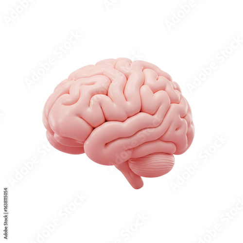 A detailed view of a pink brain with visible convolutions against a white background