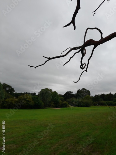 Twisted bare branch reaches across a cloudy sky above a green field and distant trees. A moody, transitional landscape blending eerie atmosphere with hints of autumn decay.