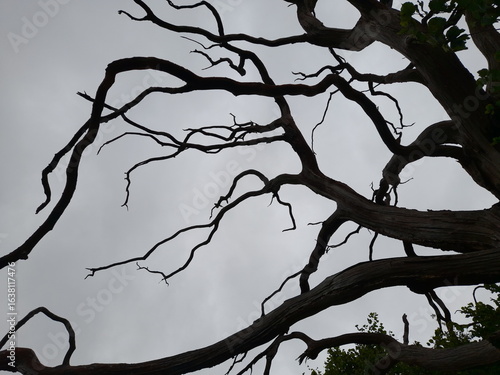 Twisted silhouette of a leafless tree with gnarled branches against a cloudy sky. A haunting, atmospheric scene evoking mystery, decay, and classic Halloween eeriness.