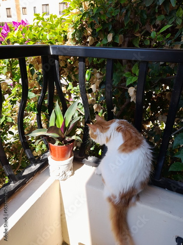 White and orange cat perched beside a potted plant on a balcony ledge, gazing through black metal railing at lush greenery. A quiet moment of feline curiosity and outdoor calm.