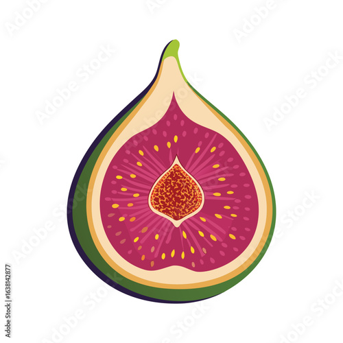 Fig Cutaway Vector Illustration on White Background