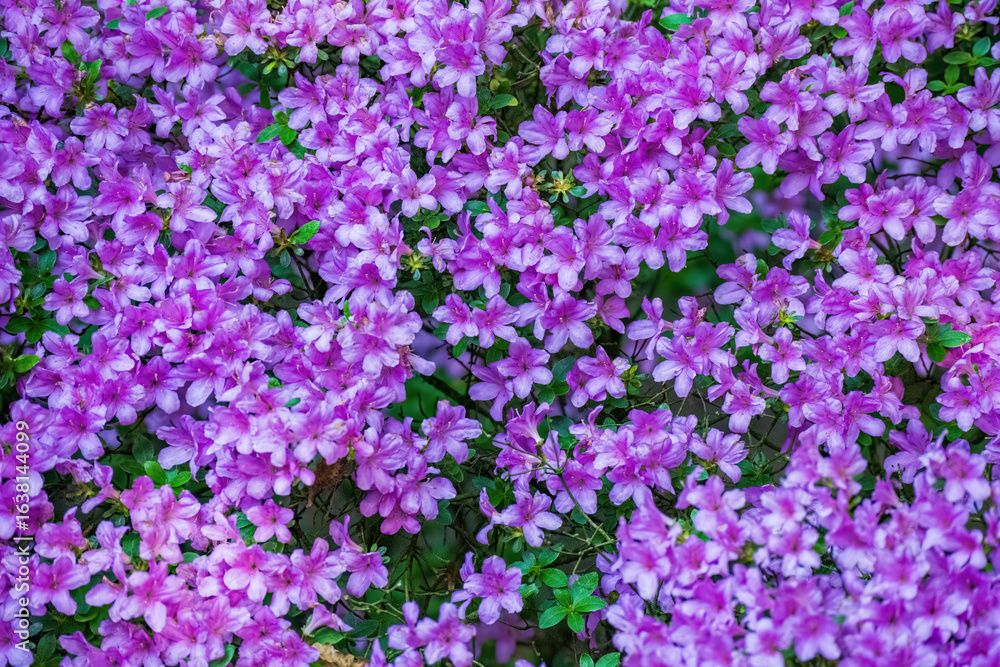 Obraz premium Vibrant purple azalea flowers blooming abundantly in spring garden. Dense clusters of bright pink-purple blossoms covering shrub.