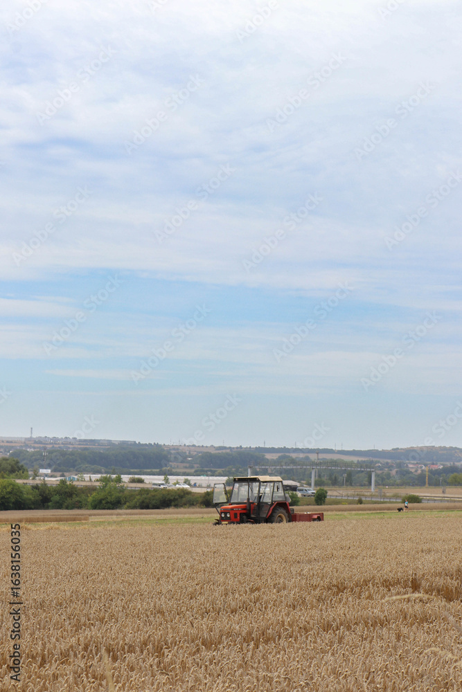 Obraz premium Wasp perched on rough wooden beam