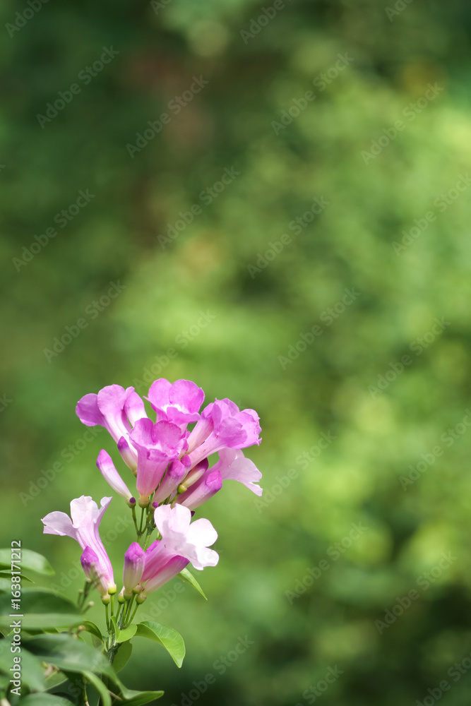 Fototapeta premium Photo of garlic vine (Mansoa alliacea) flowers with blurred background.