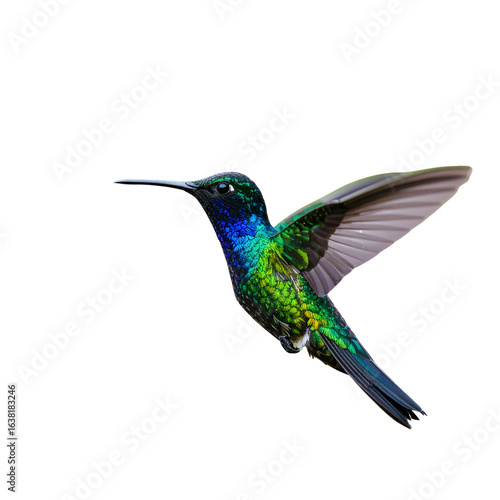 hummingbird PNG images with transparent background 