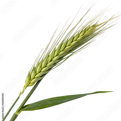 Ear of wheat isolated on a transparent background
