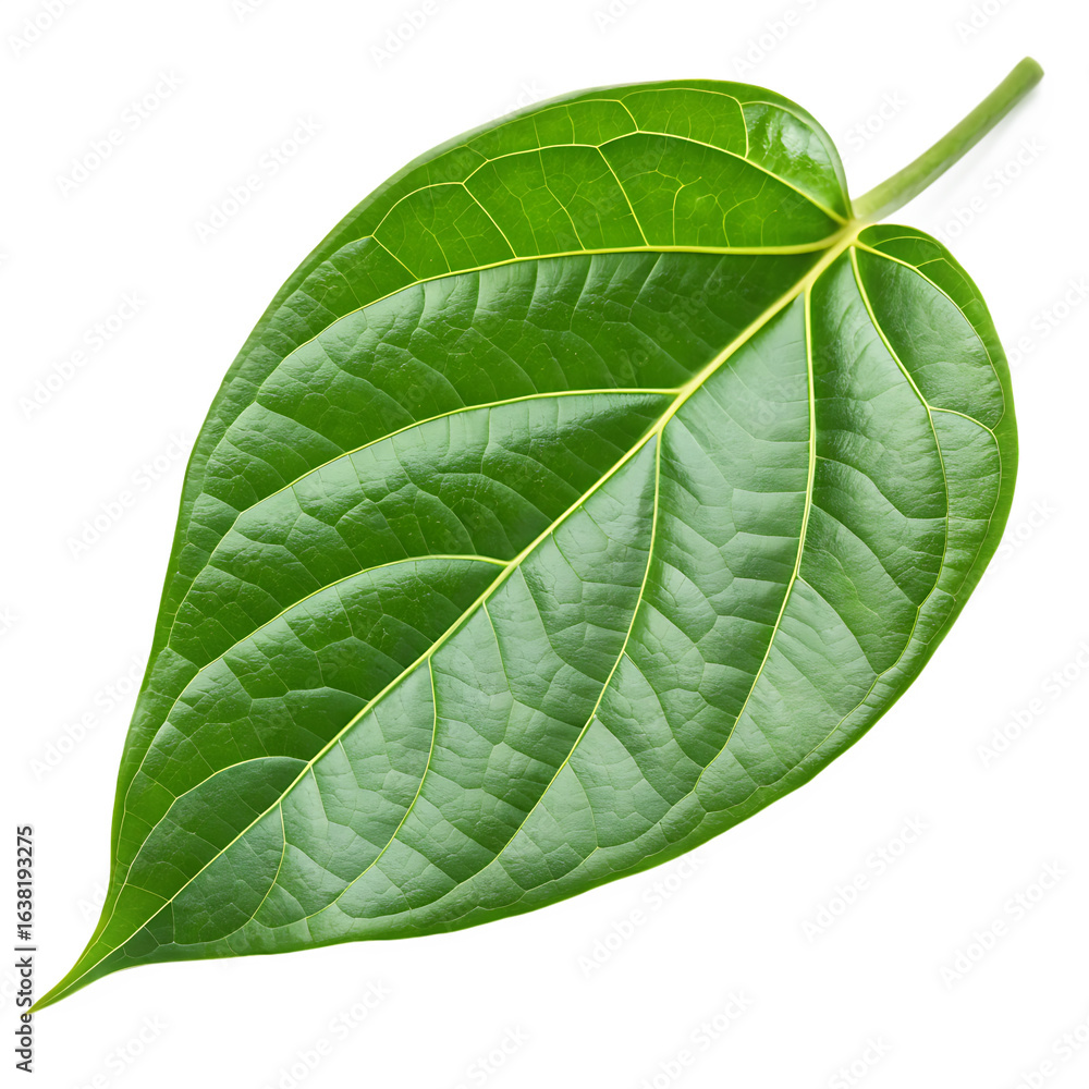 Obraz premium Green leaf isolated on a transparent background 