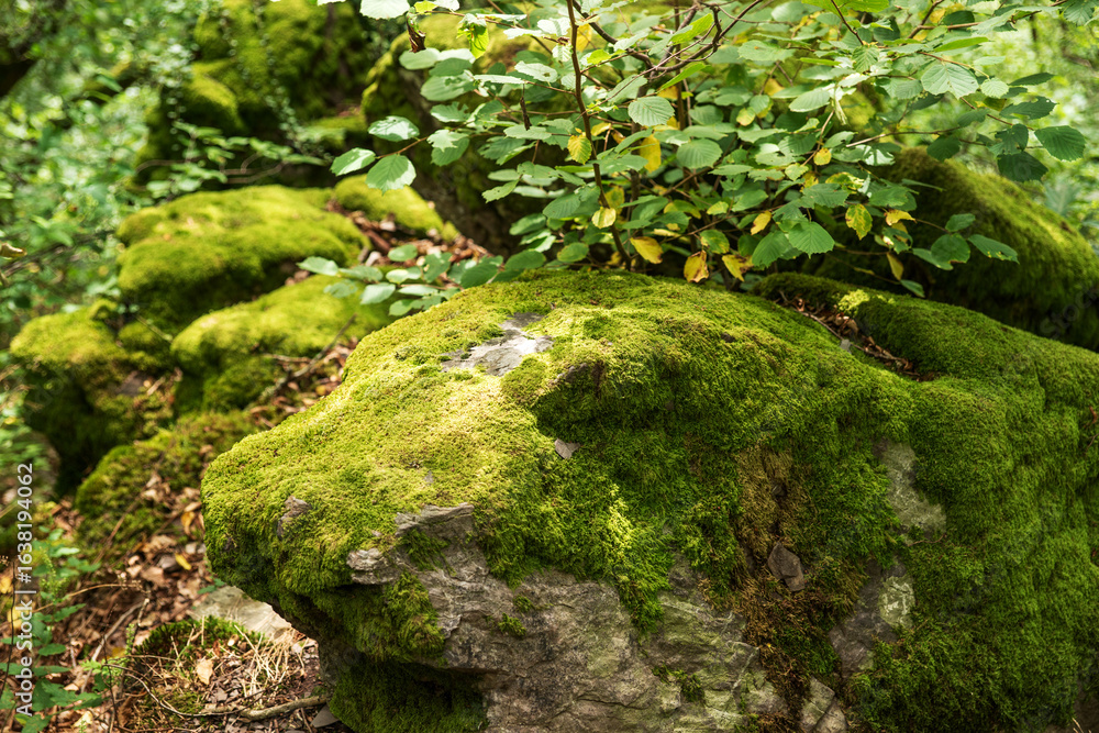 Fototapeta premium Moss on stones in the forest