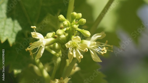 Delicate white flowers bloom on a vine in a lush green setting during a sunny afternoon