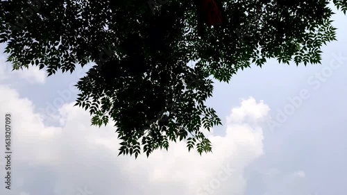 Neem plant leaves in nature. Margosa leaf in a windy day. Nimtree medicinal botany video footage. 