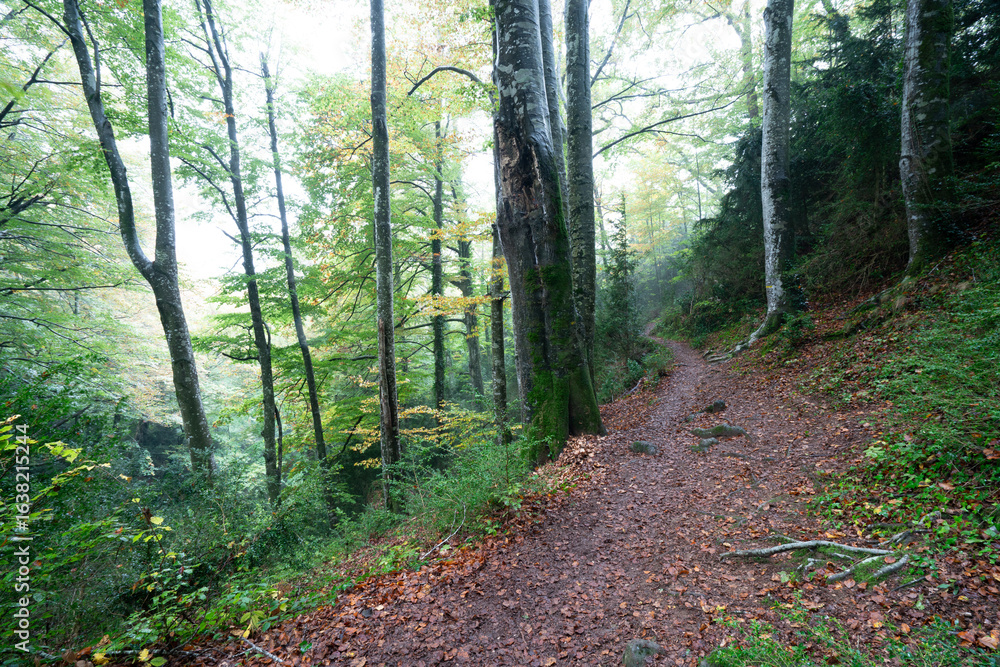 Obraz premium bosques verdes