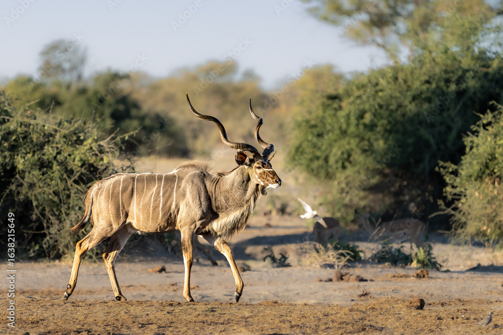 Obraz premium Greater Kudu (Tragelaphus strepsiceros) near waterhole, Savuti area, Chobe national park, Botswana, Africa 