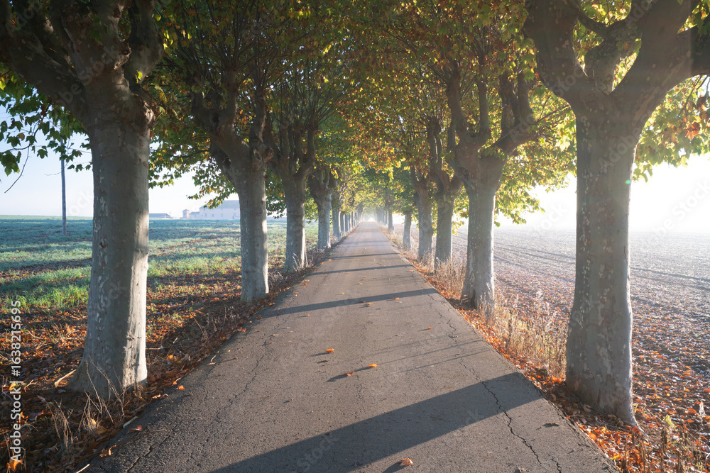 Fototapeta premium camino entre árboles