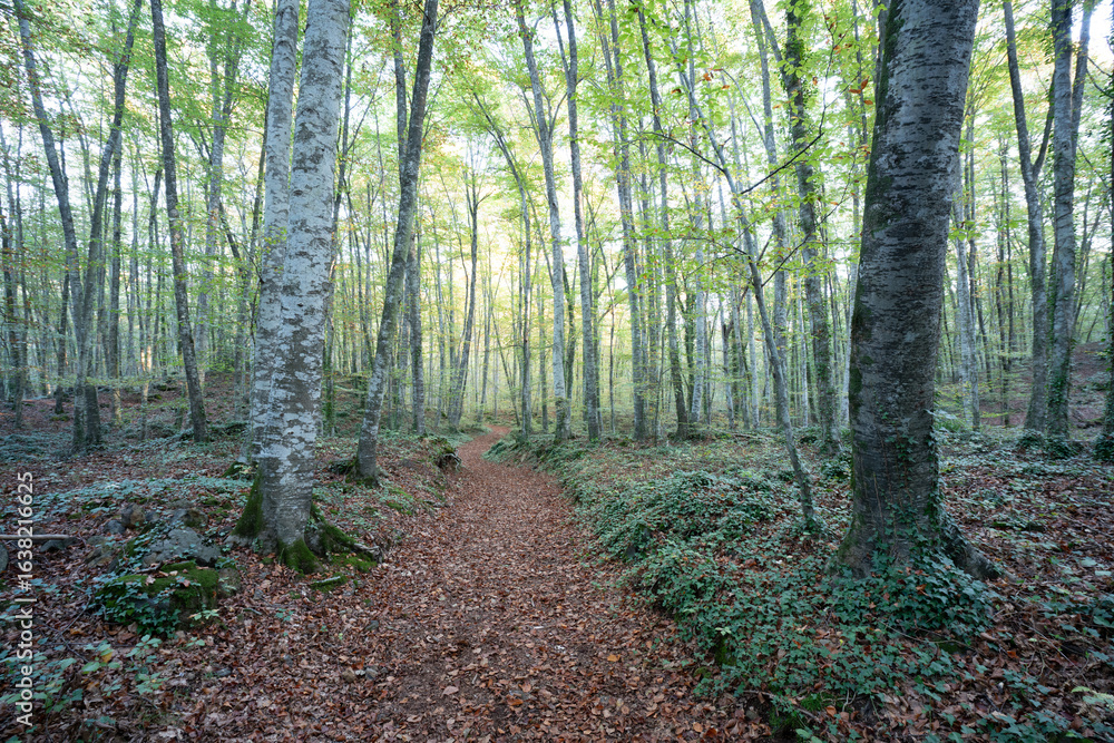 Obraz premium bosque frondoso