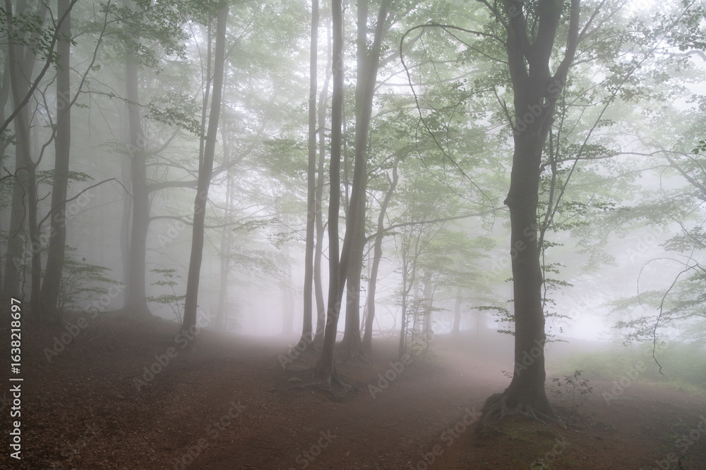 Obraz premium bosque místico